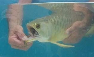 龍魚快死的癥狀有哪些：龍魚出現以下癥狀時可能是身體出現問題，可能是身體出現問題