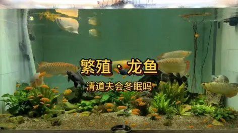 藍龍魚怎么分公母視頻