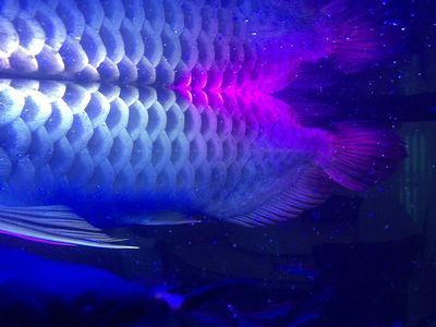 龍魚(yú)鱗片問(wèn)題：常見(jiàn)的龍魚(yú)鱗片問(wèn)題及其可能的解決方法