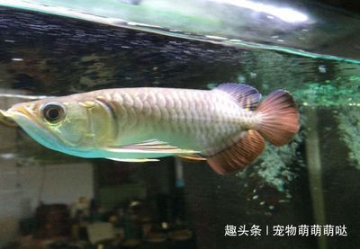 金龍魚20cm有多大年齡的：20厘米的金龍魚可能年齡在2-3歲之間