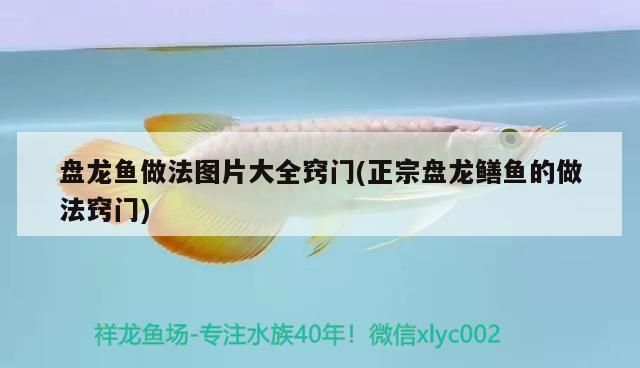 紅龍魚混養好視頻講解大全：紅龍魚混養好視頻講解大全集