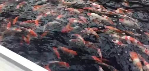 龍魚只吃飼料不吃小蝦小魚會死嗎 龍魚百科 第2張 龍魚只吃飼料不吃小蝦小魚會死嗎 龍魚只吃飼料不吃小蝦小魚會死嗎 龍魚百科 第2張