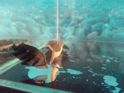 龍魚為什么會側身游動起來：龍魚側身游動可能是由于多種原因引起的，可能是多種原因引起的 龍魚為什么會側身游動起來：龍魚側身游動可能是由于多種原因引起的，可能是多種原因引起的 龍魚百科 第3張