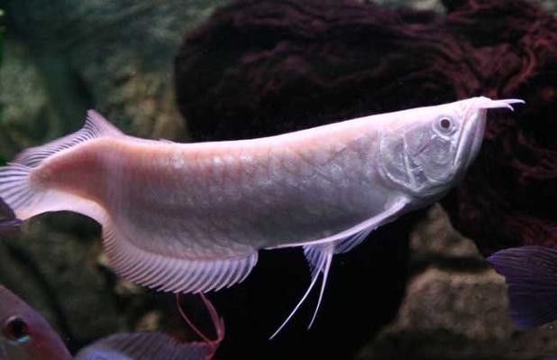 銀龍魚溫度多少最佳