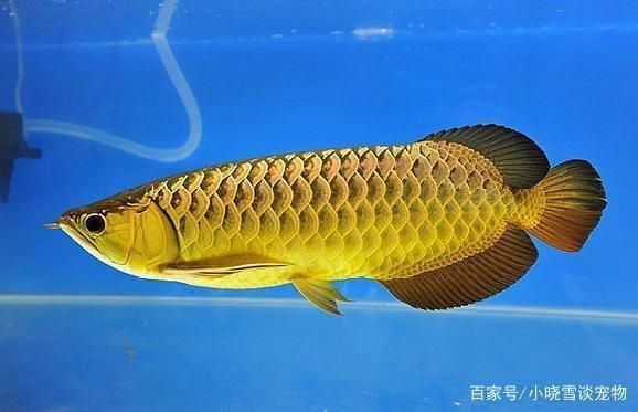 龍魚和羅漢魚：龍魚和羅漢魚混養(yǎng)成功案例 龍魚和羅漢魚：龍魚和羅漢魚混養(yǎng)成功案例 龍魚百科 第3張