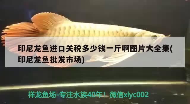 進口紅龍魚清關手續多少錢：進口紅龍魚清關手續費用