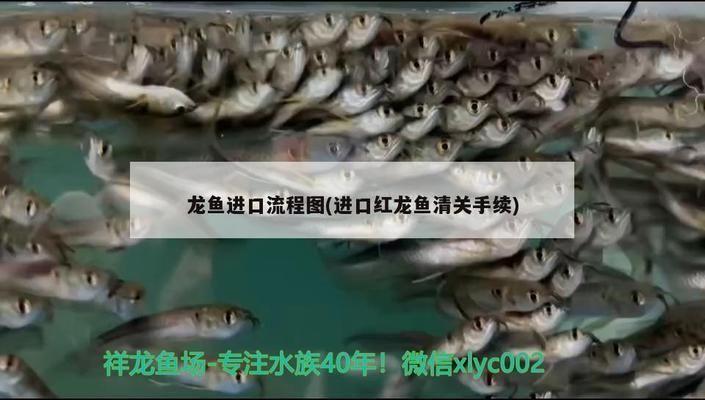 進(jìn)口紅龍魚清關(guān)手續(xù)多少錢：進(jìn)口紅龍魚清關(guān)手續(xù)費(fèi)用