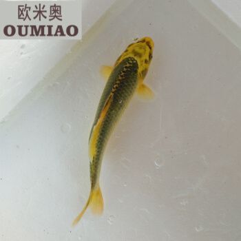 龍魚的飼料可以給錦鯉吃嗎視頻:龍魚與錦鯉飼料的區別 龍魚百科 第4張 龍魚的飼料可以給錦鯉吃嗎視頻:龍魚與錦鯉飼料的區別 龍魚的飼料可以給錦鯉吃嗎視頻:龍魚與錦鯉飼料的區別 龍魚百科 第4張