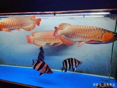 紅龍魚能跟什么魚混養一起養魚：紅龍魚混養的建議紅龍魚能跟什么魚混養一起養魚