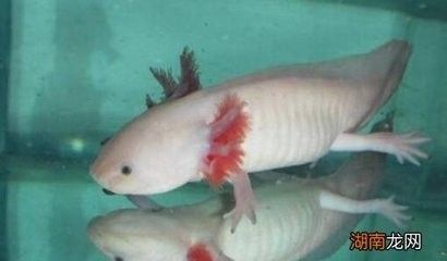 龍魚吃啥長得快點：如何讓你的龍魚快速生長