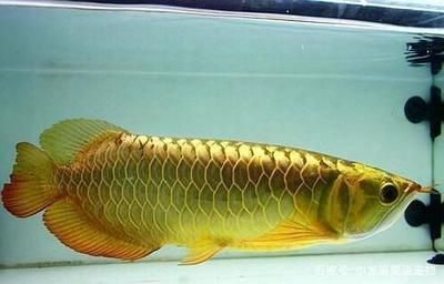 金龍魚不吃飯怎么辦：金龍魚不吃飯可能是由于多種原因導致的，以下原因和相應的解決方案