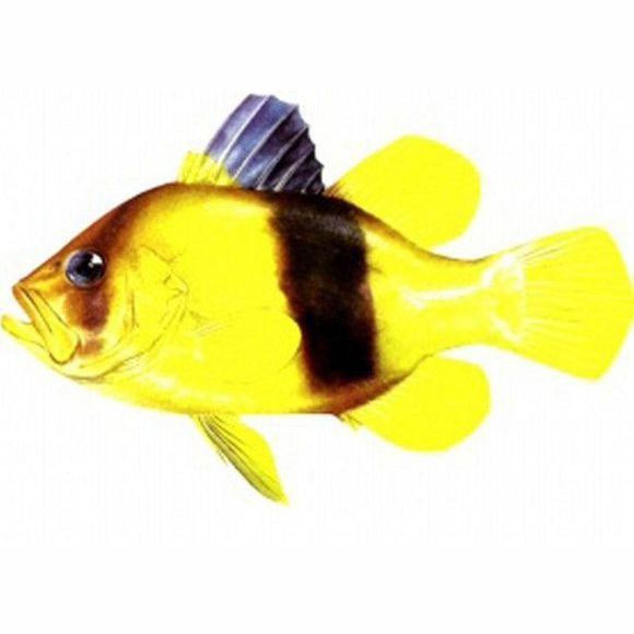 鱸魚放魚缸養(yǎng)要求