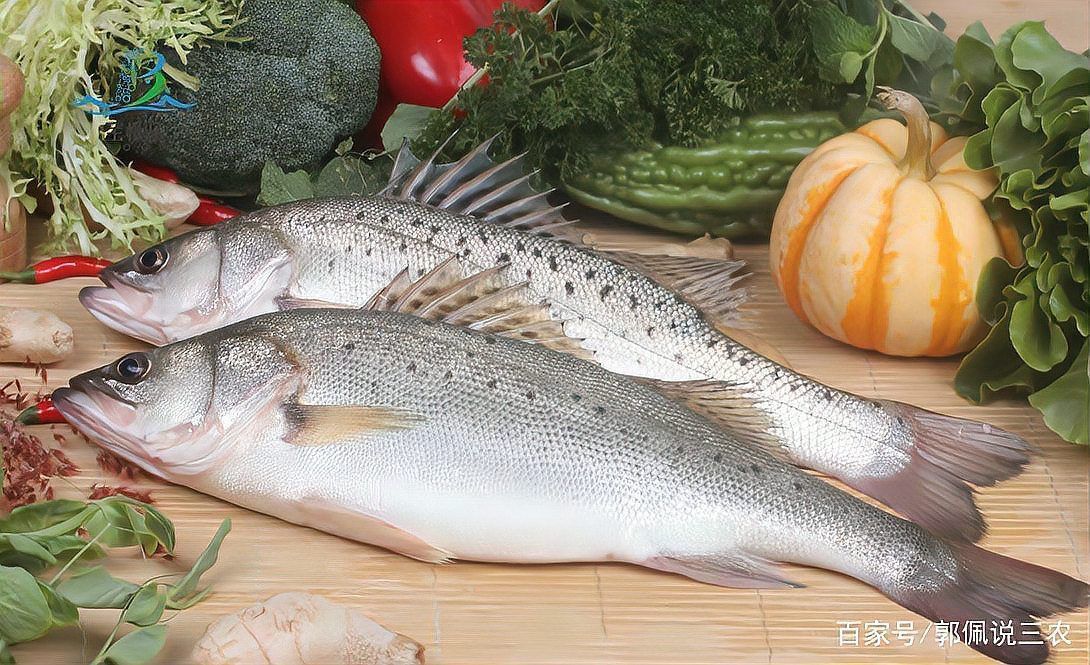 鱸魚放魚缸養(yǎng)要求