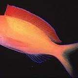 鱸魚放魚缸養(yǎng)要求