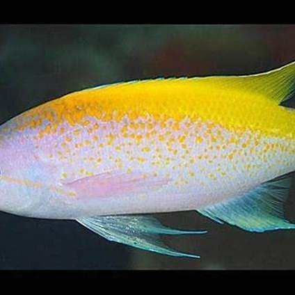 鱸魚放魚缸養(yǎng)要求
