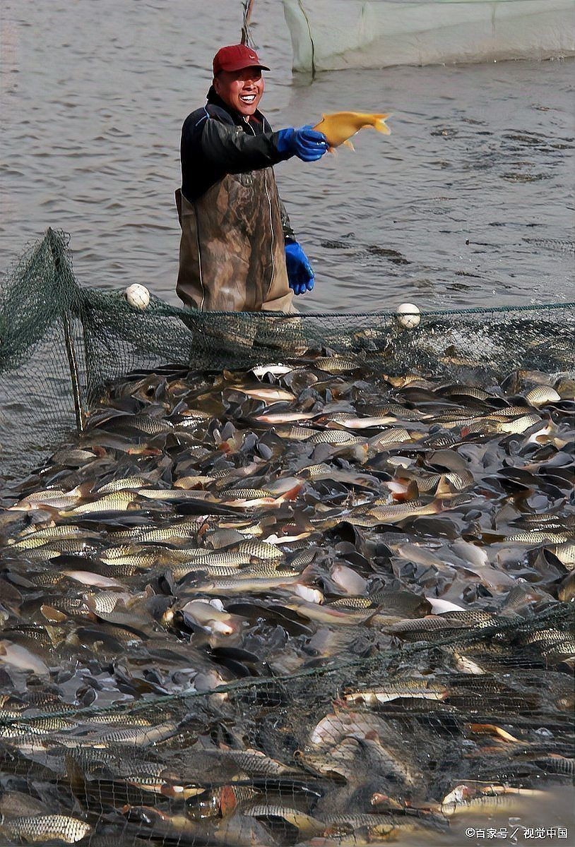 鱸魚放魚缸養(yǎng)要求