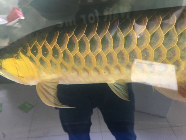 號半紅龍魚發色過程（號半紅龍魚發色過程詳細介紹）