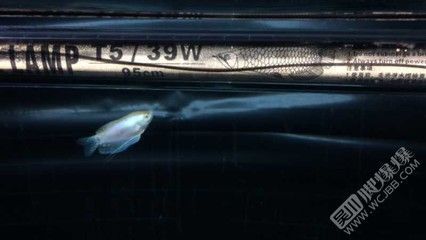 龍魚(yú)買(mǎi)賣(mài)平臺(tái)有哪些網(wǎng)站，尋找龍魚(yú)買(mǎi)賣(mài)平臺(tái)時(shí)