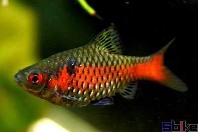 龍魚鉆石眼還有觀賞價值嗎（龍魚鉆石眼還有觀賞價值嗎龍魚鉆石眼還有觀賞價值嗎）