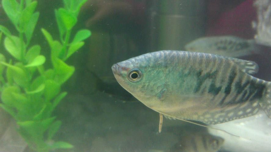 哪里可以購買到藍龍魚？