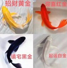 哪里可以購買到藍龍魚？