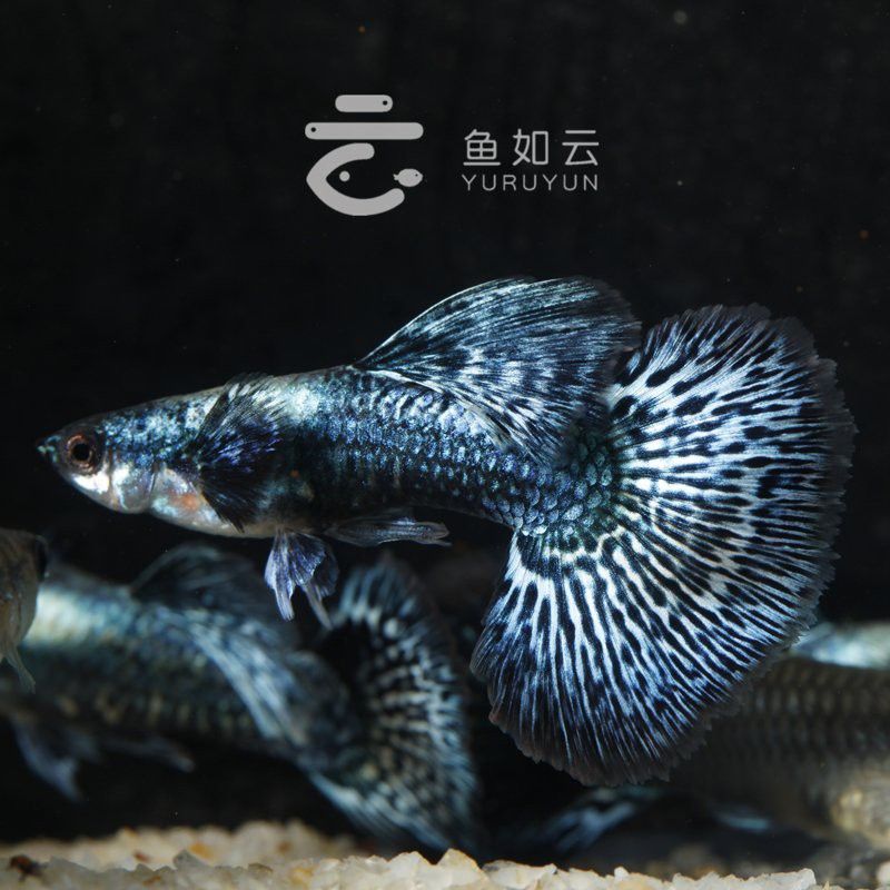 哪里可以購買到藍龍魚？