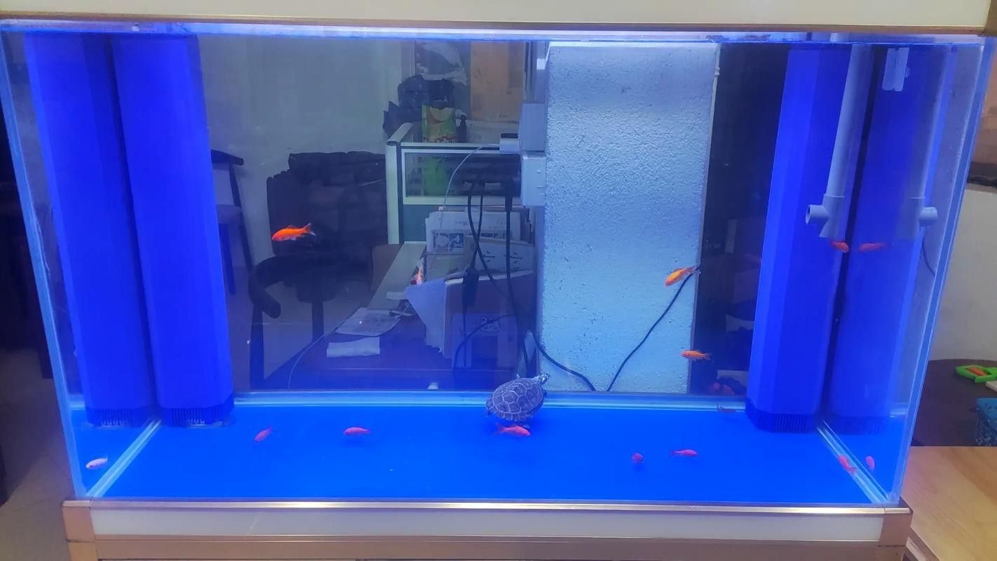 過背金龍魚缸燈光擺放示意圖