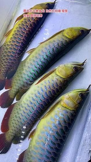 過背金龍魚缸燈光擺放示意圖