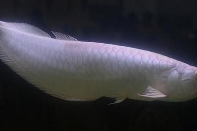 龍魚頭點點（龍魚頭上的點點可能由多種因素引起） 龍魚頭點點（龍魚頭上的點點可能由多種因素引起） 龍魚百科 第3張