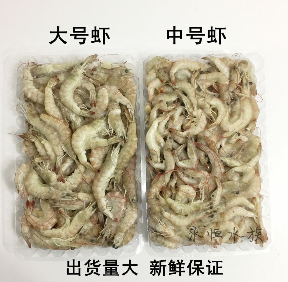 小河蝦跟蝦段哪個適合龍魚（小河蝦可以作為龍魚的合適食物嗎？）