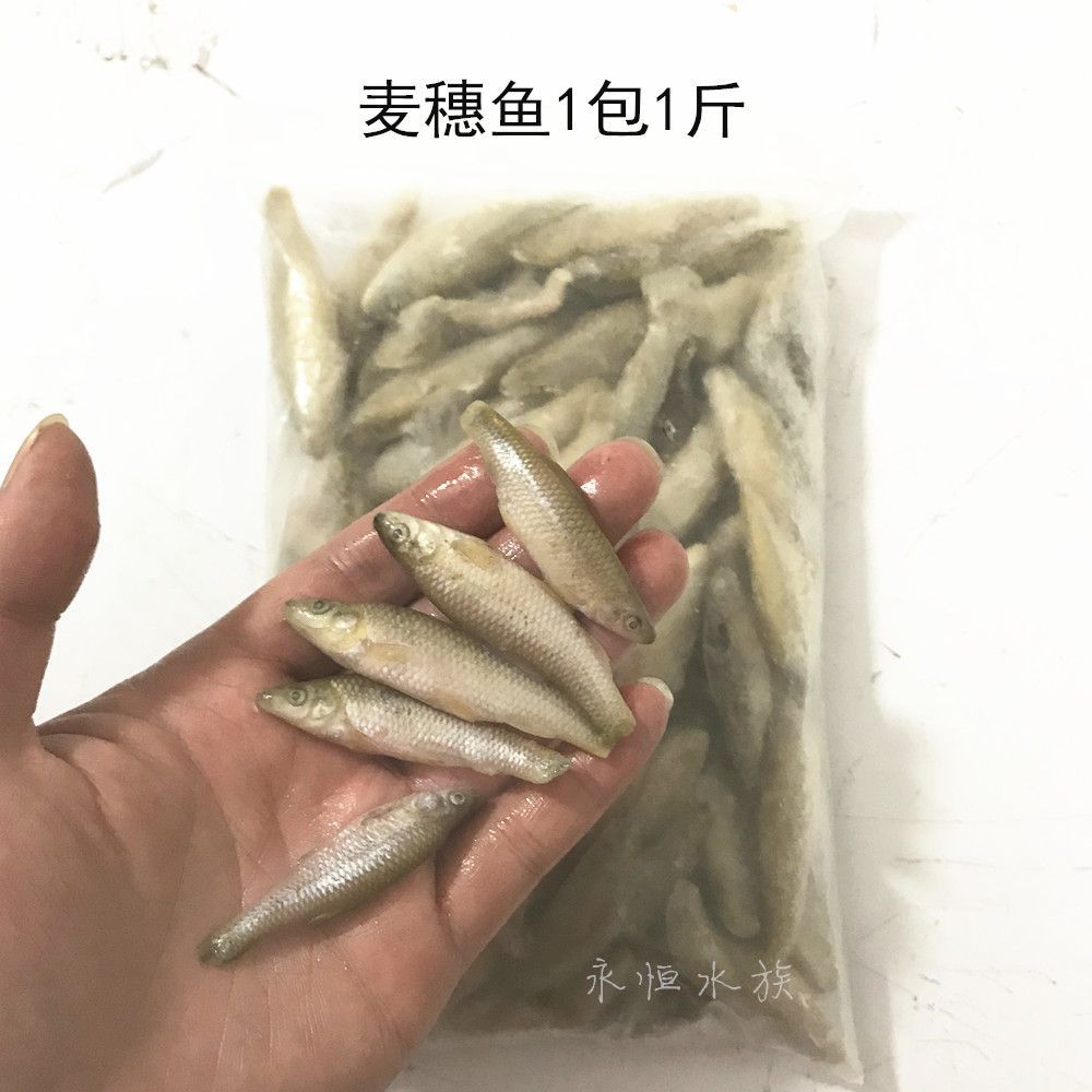 小河蝦跟蝦段哪個適合龍魚（小河蝦可以作為龍魚的合適食物嗎？）