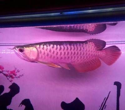網上金龍魚為什么便宜（占領市場份額需求）