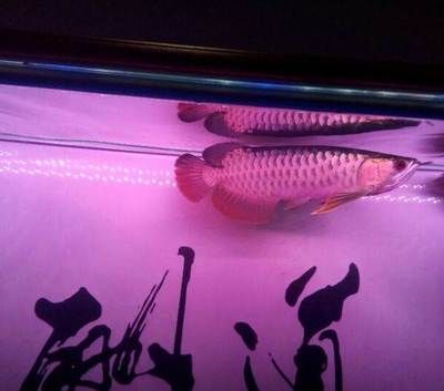 網上金龍魚為什么便宜（占領市場份額需求）