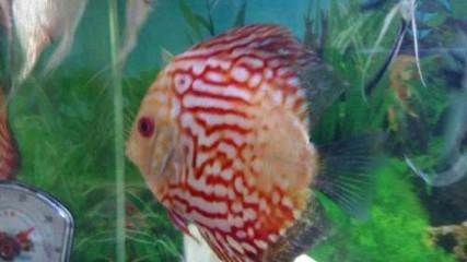 網上金龍魚為什么便宜（占領市場份額需求）
