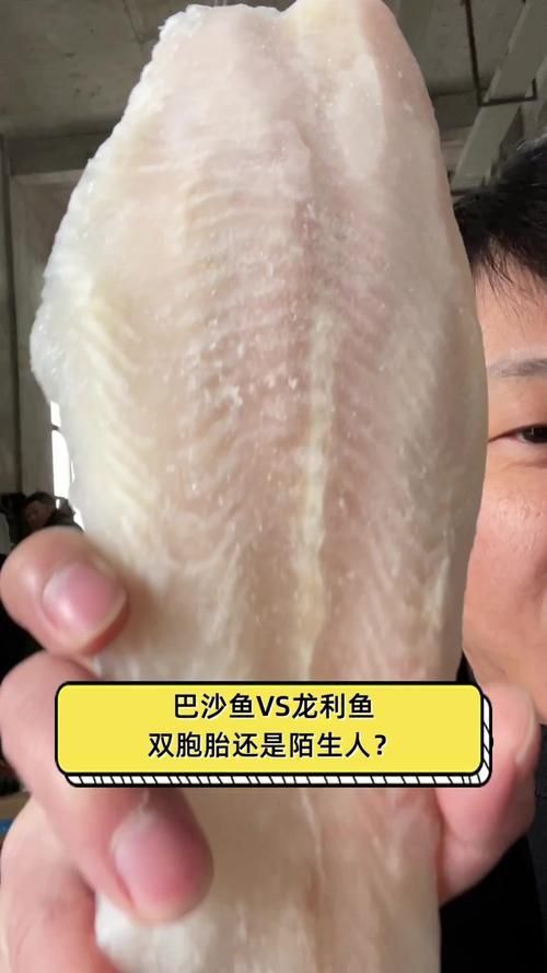 龍利魚和巴沙魚圖片 龍魚百科 第7張 龍利魚和巴沙魚圖片 龍利魚和巴沙魚圖片 龍魚百科 第7張