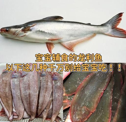 龍利魚和巴沙魚圖片 龍魚百科 第10張 龍利魚和巴沙魚圖片 龍利魚和巴沙魚圖片 龍魚百科 第10張