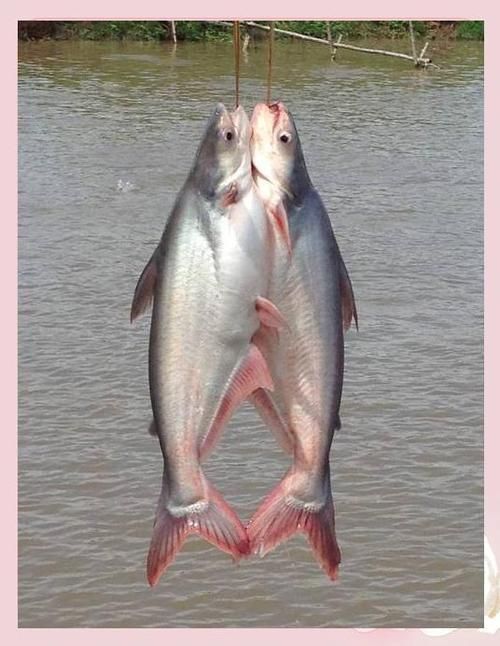 龍利魚和巴沙魚圖片 龍魚百科 第12張 龍利魚和巴沙魚圖片 龍利魚和巴沙魚圖片 龍魚百科 第12張