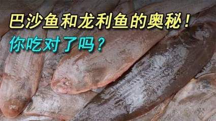 龍利魚和巴沙魚圖片 龍魚百科 第21張 龍利魚和巴沙魚圖片 龍利魚和巴沙魚圖片 龍魚百科 第21張