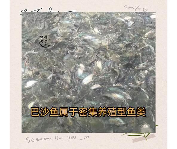 龍利魚和巴沙魚圖片 龍魚百科 第25張 龍利魚和巴沙魚圖片 龍利魚和巴沙魚圖片 龍魚百科 第25張