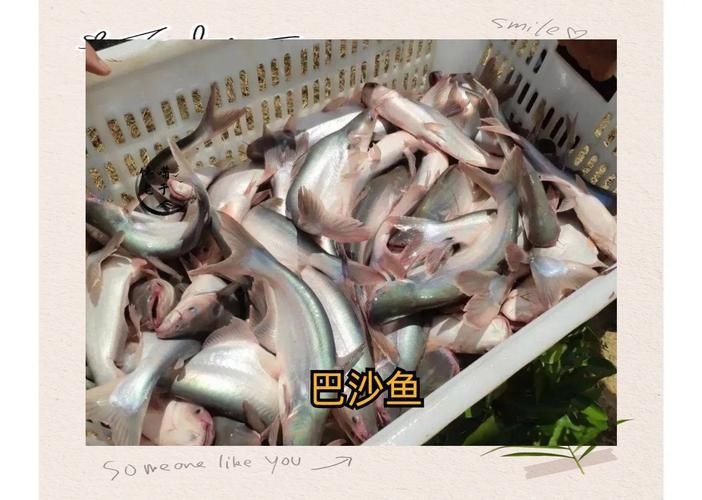 龍利魚和巴沙魚圖片 龍魚百科 第23張 龍利魚和巴沙魚圖片 龍利魚和巴沙魚圖片 龍魚百科 第23張