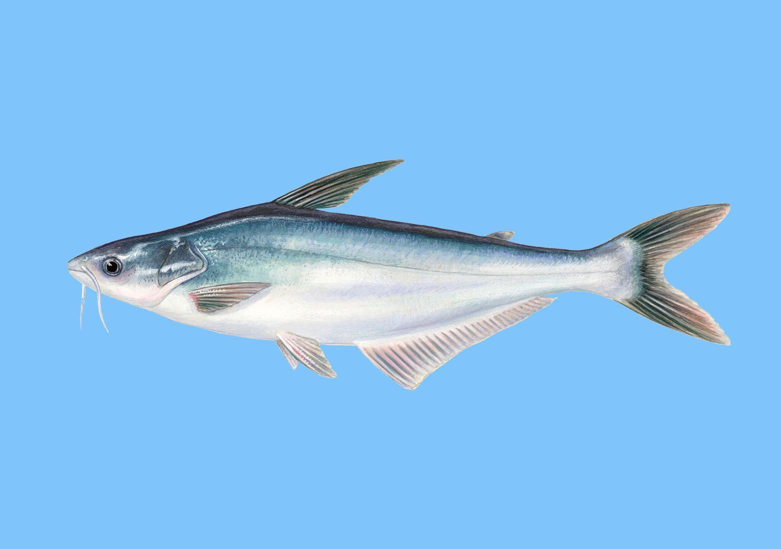 龍利魚和巴沙魚圖片 龍魚百科 第28張 龍利魚和巴沙魚圖片 龍利魚和巴沙魚圖片 龍魚百科 第28張