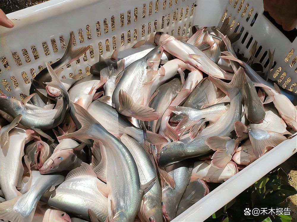 龍利魚和巴沙魚圖片 龍魚百科 第29張 龍利魚和巴沙魚圖片 龍利魚和巴沙魚圖片 龍魚百科 第29張