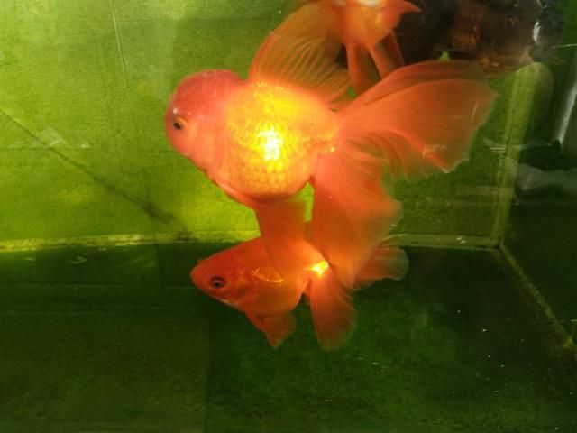 龍魚用什么燈光照射:提高觀賞價值,龍魚用什么燈光照射 龍魚百科 第2張 龍魚用什么燈光照射:提高觀賞價值,龍魚用什么燈光照射 龍魚用什么燈光照射:提高觀賞價值,龍魚用什么燈光照射 龍魚百科 第2張