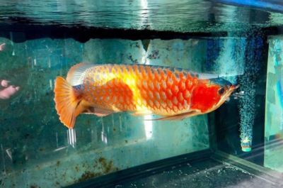 龍魚用什么燈光照射：提高觀賞價值,龍魚用什么燈光照射 龍魚用什么燈光照射：提高觀賞價值,龍魚用什么燈光照射 龍魚百科 第3張