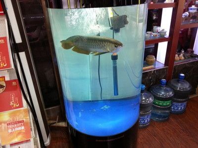 金龍魚40寬魚缸能養嗎，：金龍魚40厘米寬的魚缸能養嗎