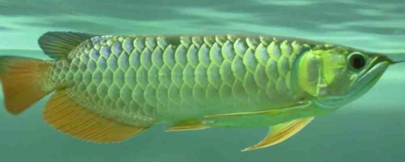 紅龍魚的正確飼養(yǎng)方法圖片視頻大全大圖高清版（紅龍魚的飼養(yǎng)方法講解視頻）