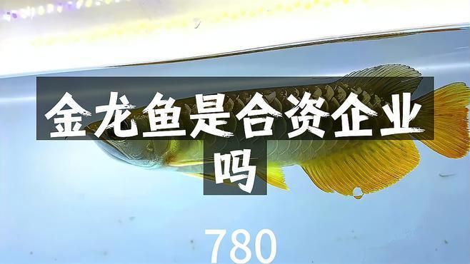 金龍魚是否有外資背景？