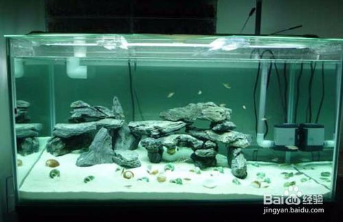 魚缸怎么開缸養水 新手必看（如何選擇合適的闖缸魚？） 魚缸怎么開缸養水 新手必看（如何選擇合適的闖缸魚？） 龍魚百科 第4張