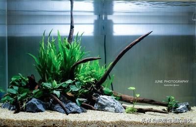 魚缸怎么開缸養水 新手必看（如何選擇合適的闖缸魚？） 魚缸怎么開缸養水 新手必看（如何選擇合適的闖缸魚？） 龍魚百科 第6張