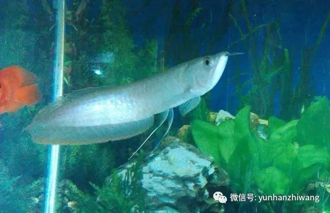 銀龍魚繁殖季節